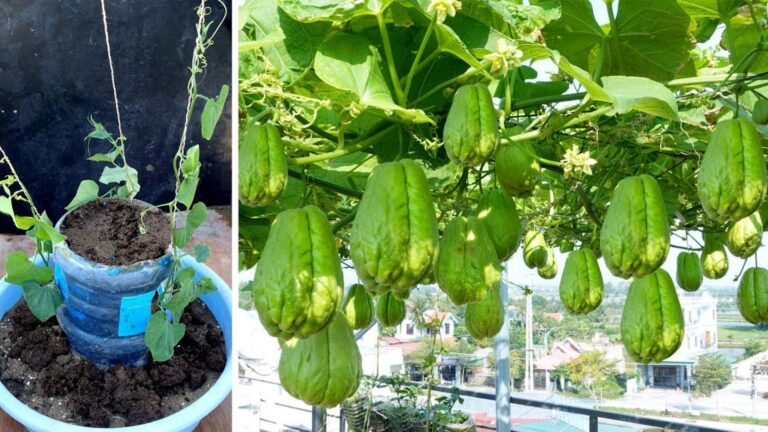 Questo semplice gesto con bottiglie di plastica può trasformare il tuo orto…