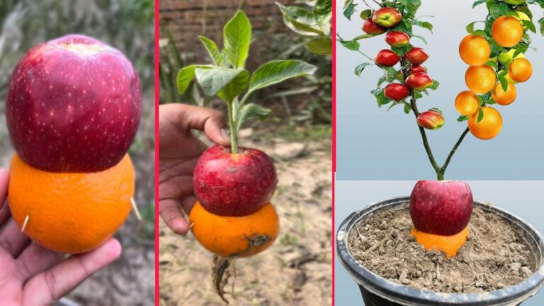 Questo semplice gesto rende i meli capaci di produrre frutti arancioni…