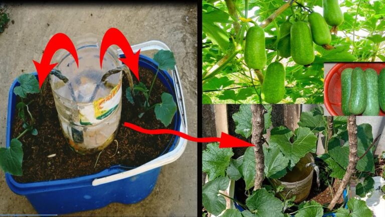 Questo trucco geniale per coltivare zucchine in contenitori plastic… cambierà il tuo giardino!