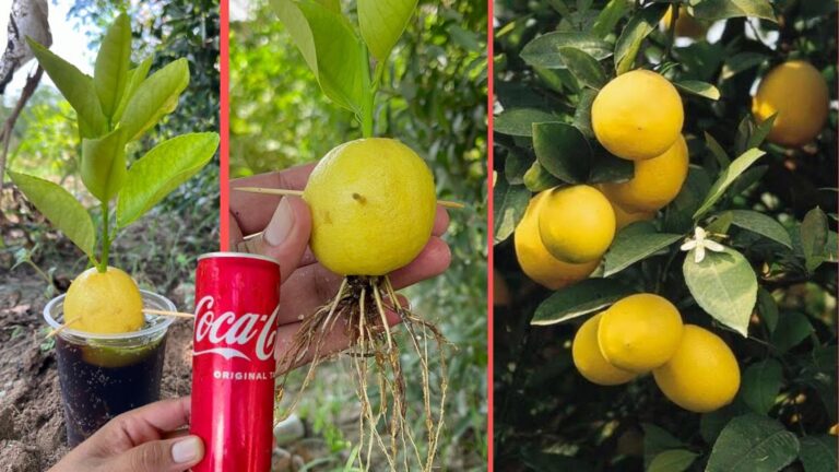 Questo trucco dimenticato fa crescere limoni come mai prima…