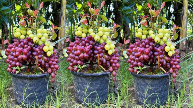 Alcuni giardinieri usano l’aloe per moltiplicare la vite e aumentare i frutti…