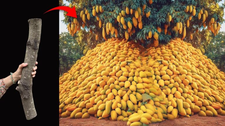 Questo semplice gesto trasformerà il tuo mango in un albero carico di frutti…