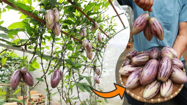 Questo semplice passo trasforma il tuo giardino in un paradiso di meloni succosi…