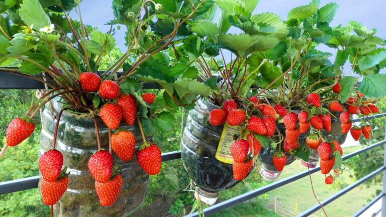 Questo metodo geniale trasforma bottiglie di plastica in un balcone pieno di fragole…