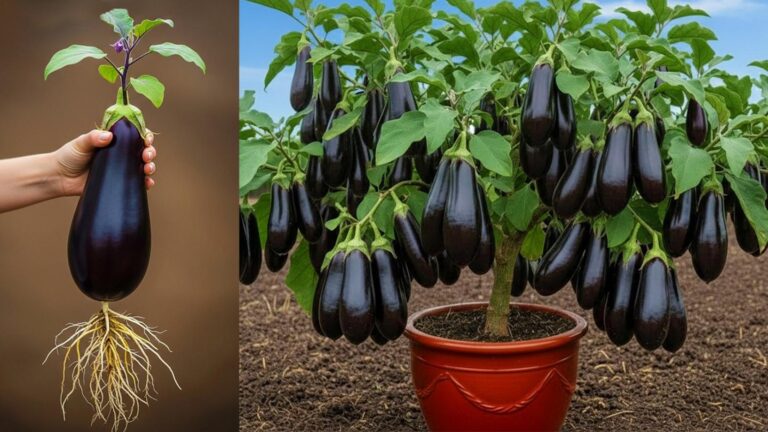 Questo semplice gesto trasforma un’intera pianta di melanzane… non ci crederai!