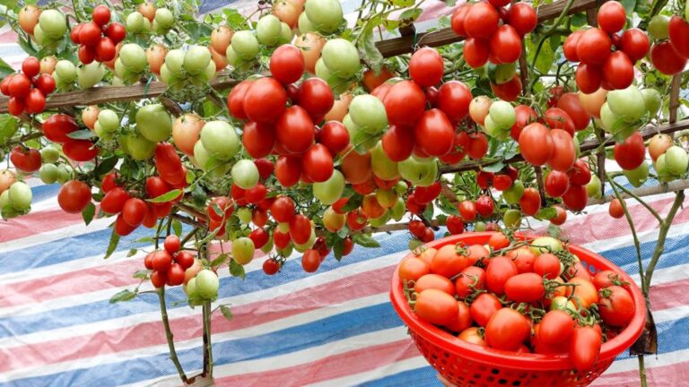 Questo semplice gesto trasforma il tuo orto in una fabbrica di pomodori…